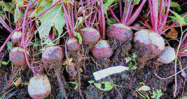 ang pinakamahusay na mga pagkakaiba-iba ng vinaigrette beets