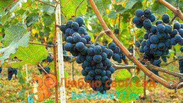 the best grape varieties for winemaking