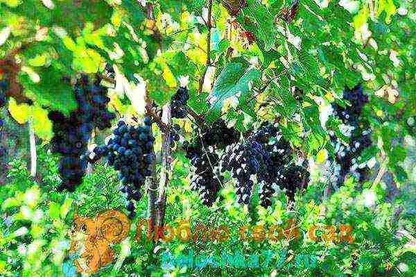 the best grape varieties for winemaking