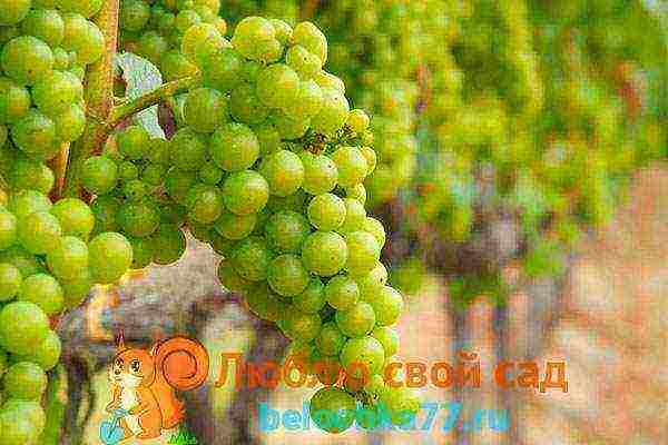 the best grape varieties for winemaking