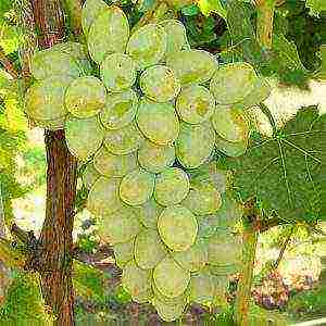 the best grape varieties for winemaking