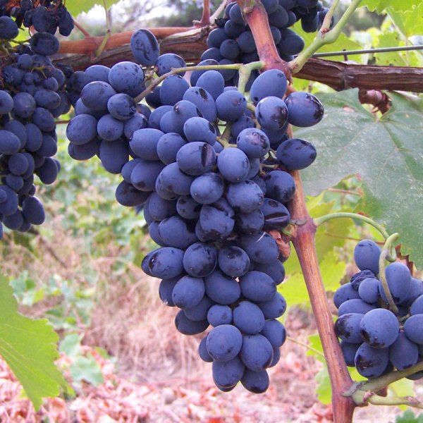 ang pinakamahusay na mga varieties ng ubas para sa winemaking