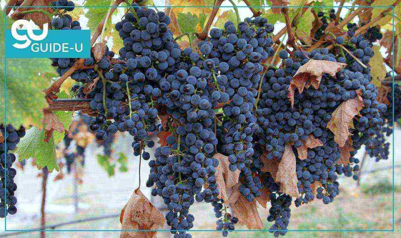 the best grape varieties of Georgia
