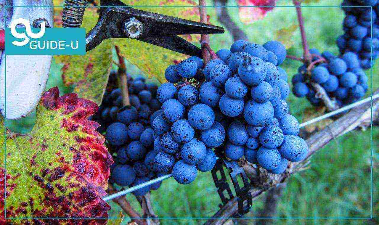 the best grape varieties of Georgia