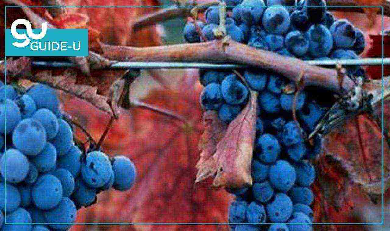 the best grape varieties of Georgia