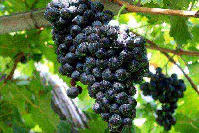 the best grape varieties of moldavia