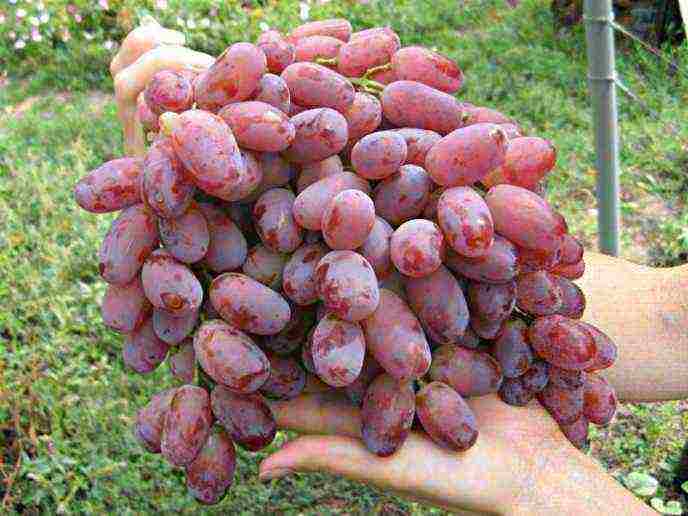 the best grape varieties of moldavia