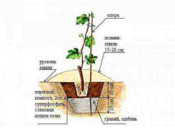 the best grape varieties of moldavia