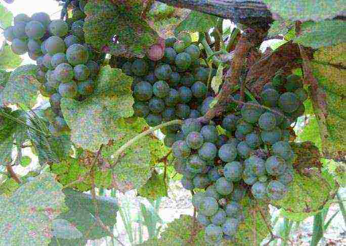 the best grape varieties of moldavia