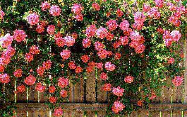 the best varieties of tall roses