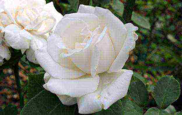 the best varieties of tall roses