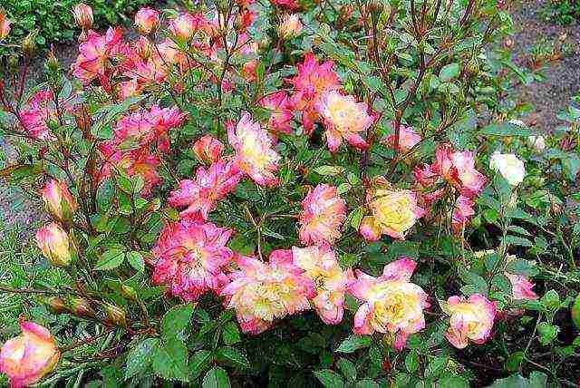 the best varieties of tall roses