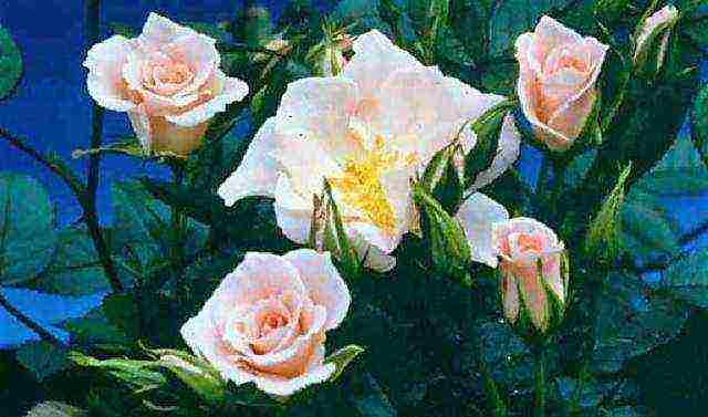 the best varieties of tall roses