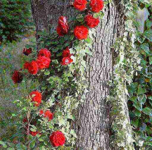 the best varieties of tall roses