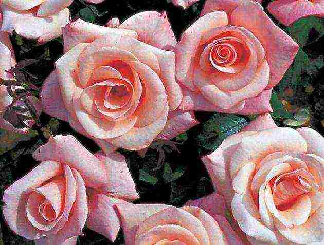 the best varieties of tall roses
