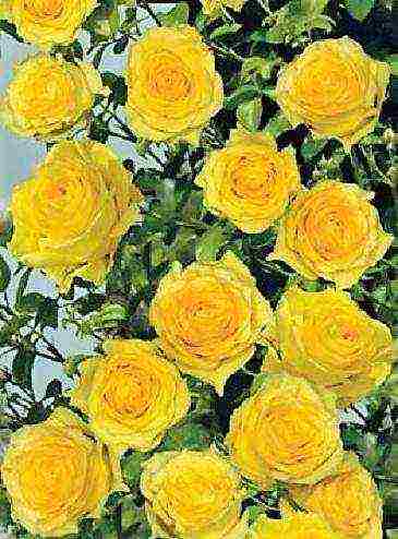 the best varieties of tall roses