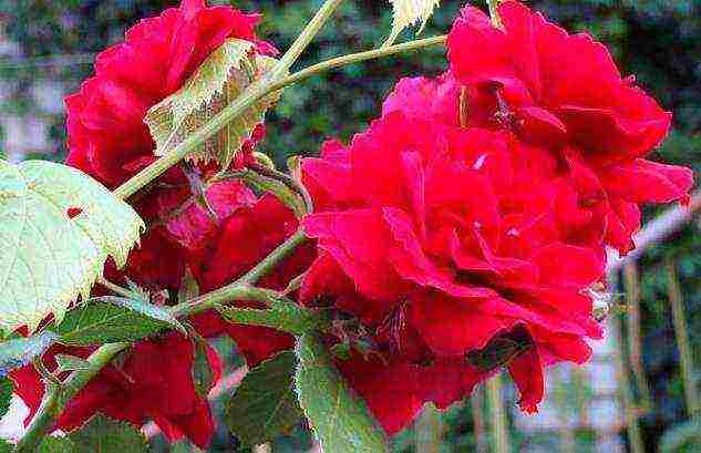 the best varieties of tall roses