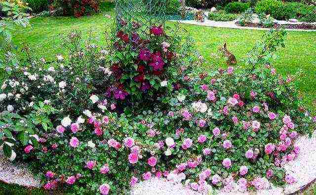 the best varieties of tall roses