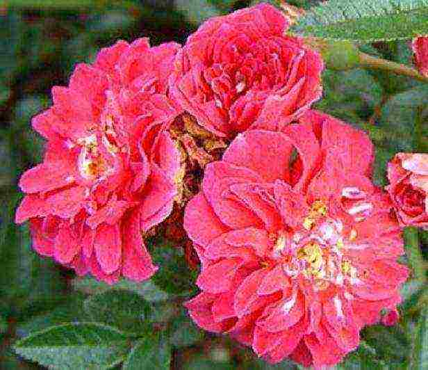 the best varieties of tall roses