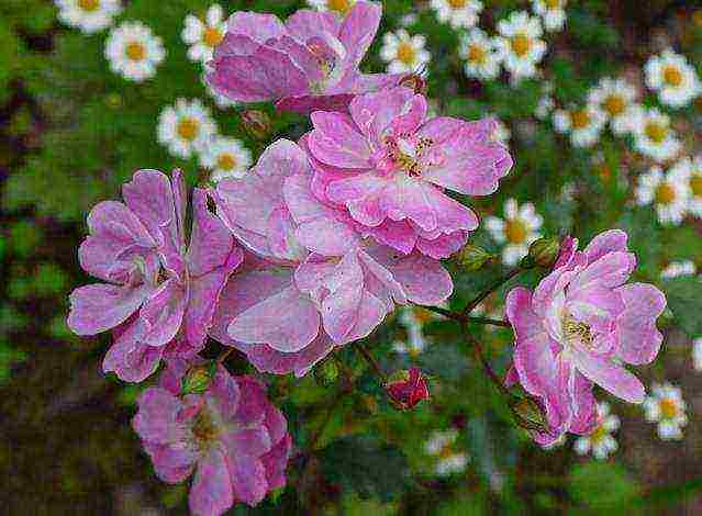 the best varieties of tall roses