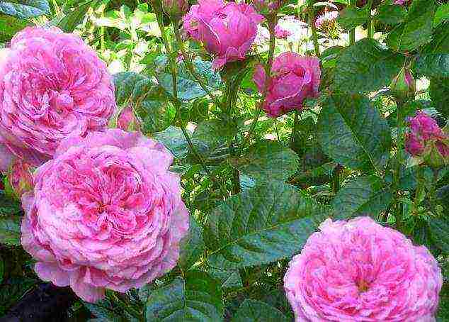 the best varieties of tall roses