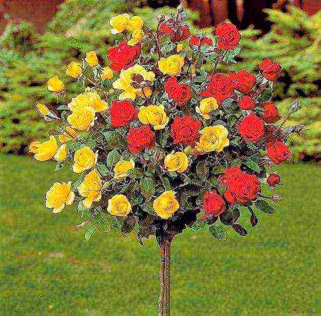 the best varieties of tall roses