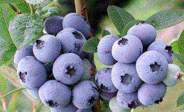 the best varieties of tall blueberries