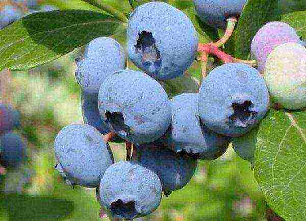 the best varieties of tall blueberries
