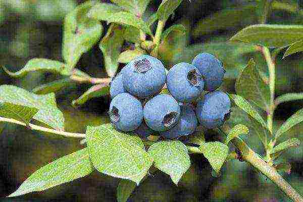 the best varieties of tall blueberries