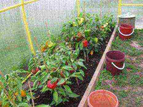 the best varieties of tall peppers