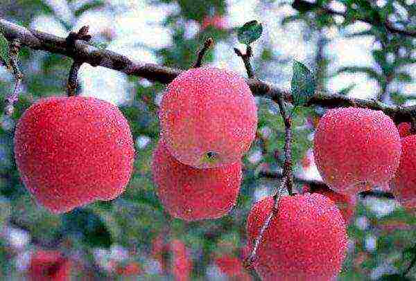 the best varieties of apple trees for Bashkiria