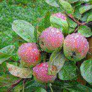 the best varieties of apple trees for Bashkiria