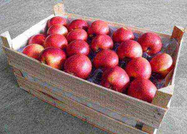 the best varieties of apple trees for Bashkiria