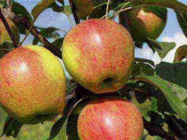 the best varieties of apple trees for Bashkiria