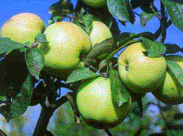 the best varieties of apple trees for Bashkiria