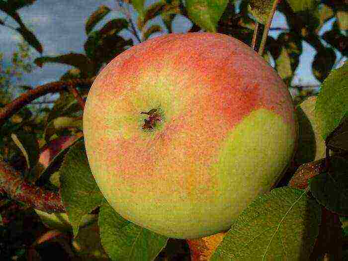 the best varieties of apple trees for Bashkiria