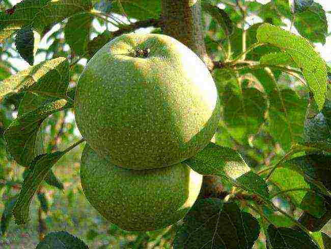 the best varieties of apple trees for Bashkiria