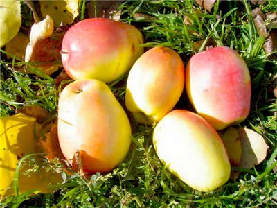 the best varieties of apple trees for Bashkiria