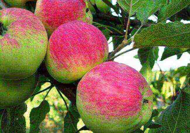 the best varieties of apple trees for Bashkiria