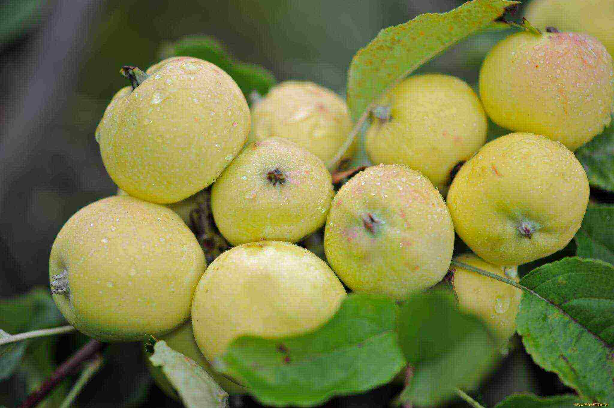 the best varieties of apple trees for Bashkiria