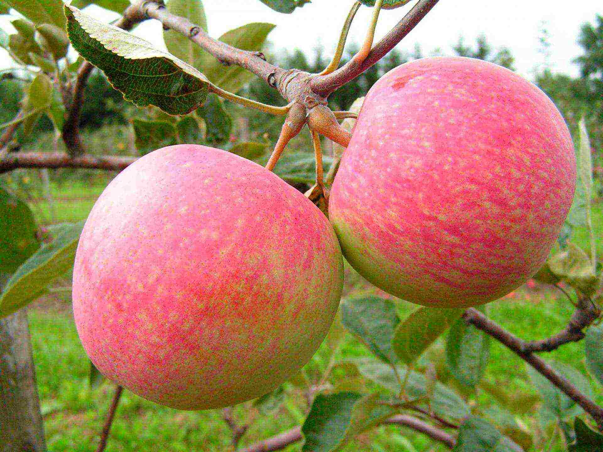 the best varieties of apple trees for Bashkiria