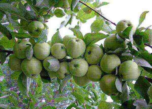 the best varieties of apple trees for Bashkiria