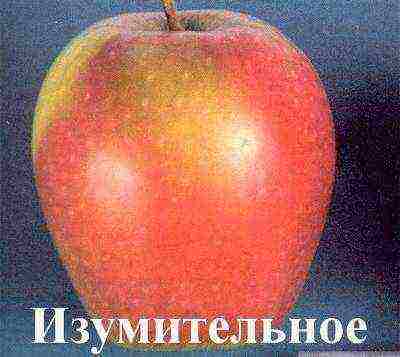 the best varieties of apple trees Krasnodar