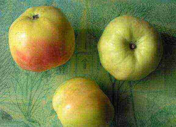 the best varieties of apple trees Krasnodar