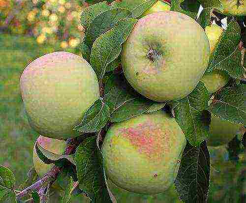 the best varieties of apple trees Krasnodar