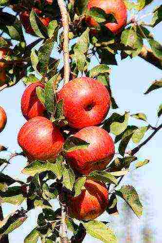 the best varieties of apple trees Krasnodar