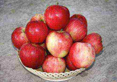 the best varieties of apple trees Krasnodar