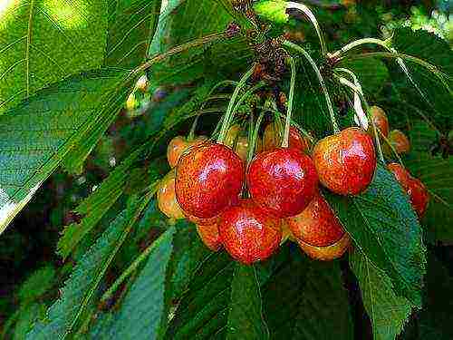 the best varieties of apple trees in the kuban