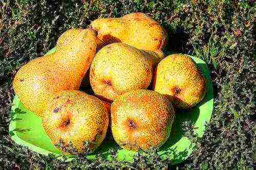 the best varieties of apple trees in the kuban