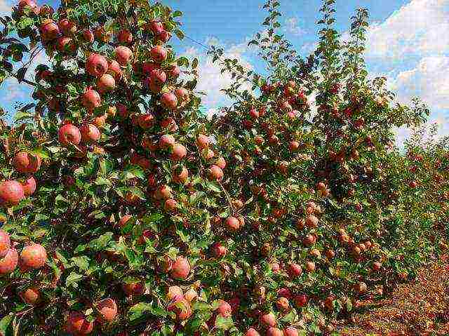 the best varieties of apple trees semi-dwarfs